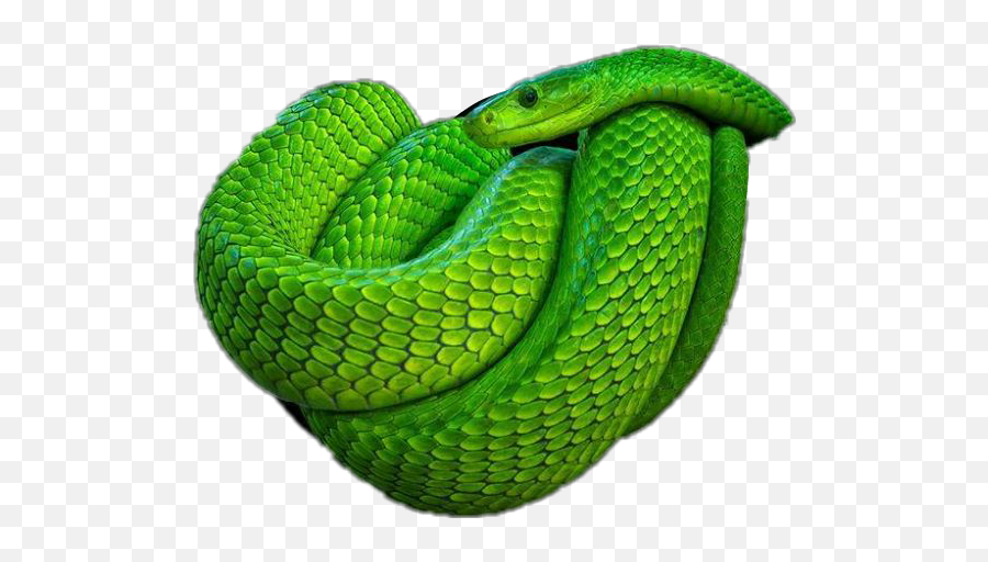 Snakes - Green Mamba Black Mamba Png,Green Snake Png
