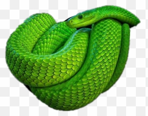 Snakes - Green Mamba Black png