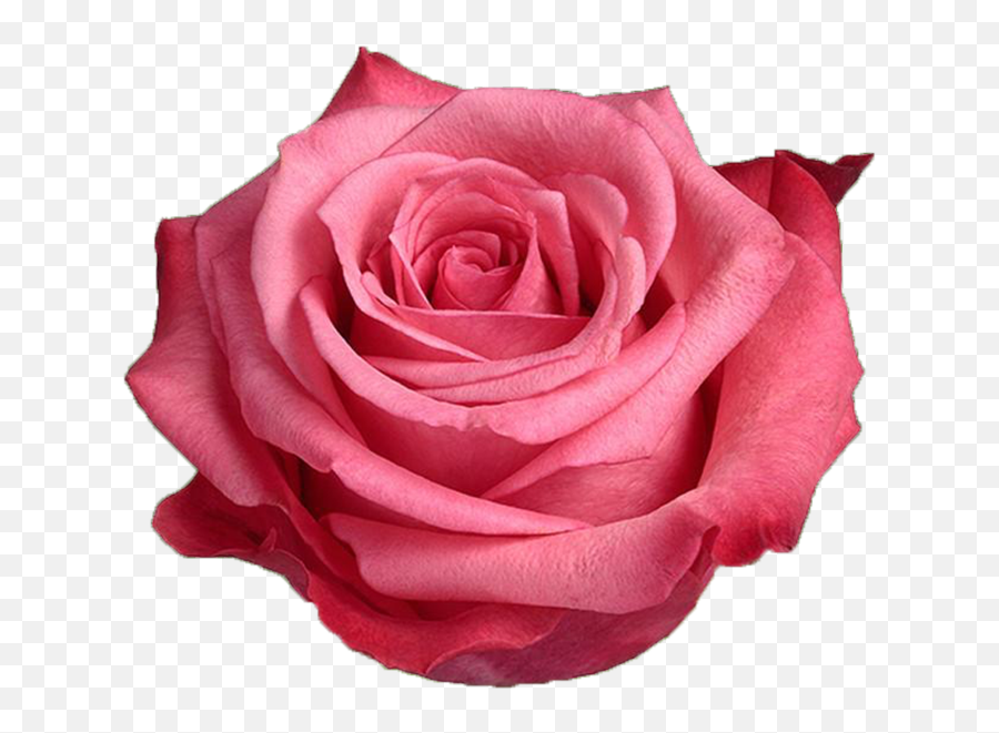 Satina - Pink Rose Garden Roses Png,Pink Rose Transparent