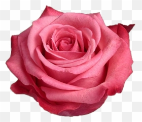 Satina - Pink Rose Garden Roses png