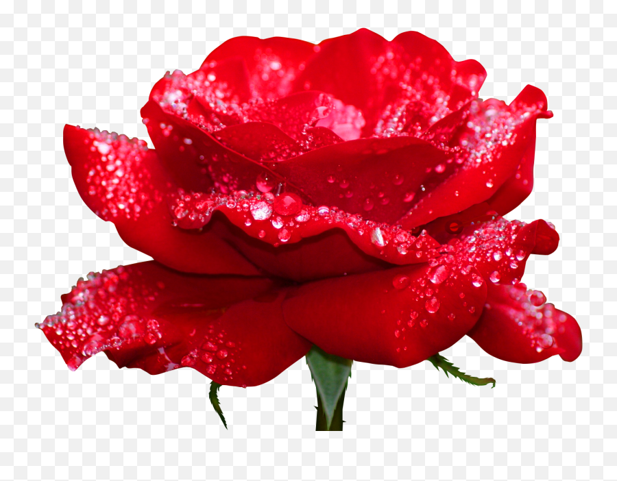 Rosas Rojas - Top Most Beautiful Flowers In The World Png,Rosas Rojas Png