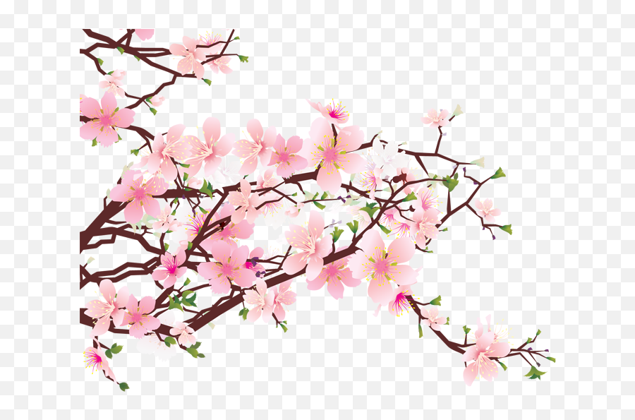 Cherry Blossom Png Free Download - Transparent Cherry Blossom Png,Cherry Blossoms Transparent