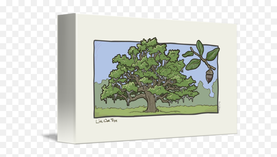 Live Oak Tree - Picture Frame Png,Live Oak Png