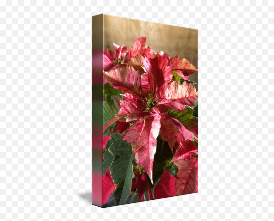 Poinsettia Leaves By Christoph Hermann - Poinsettia Png,Poinsettia Transparent Background