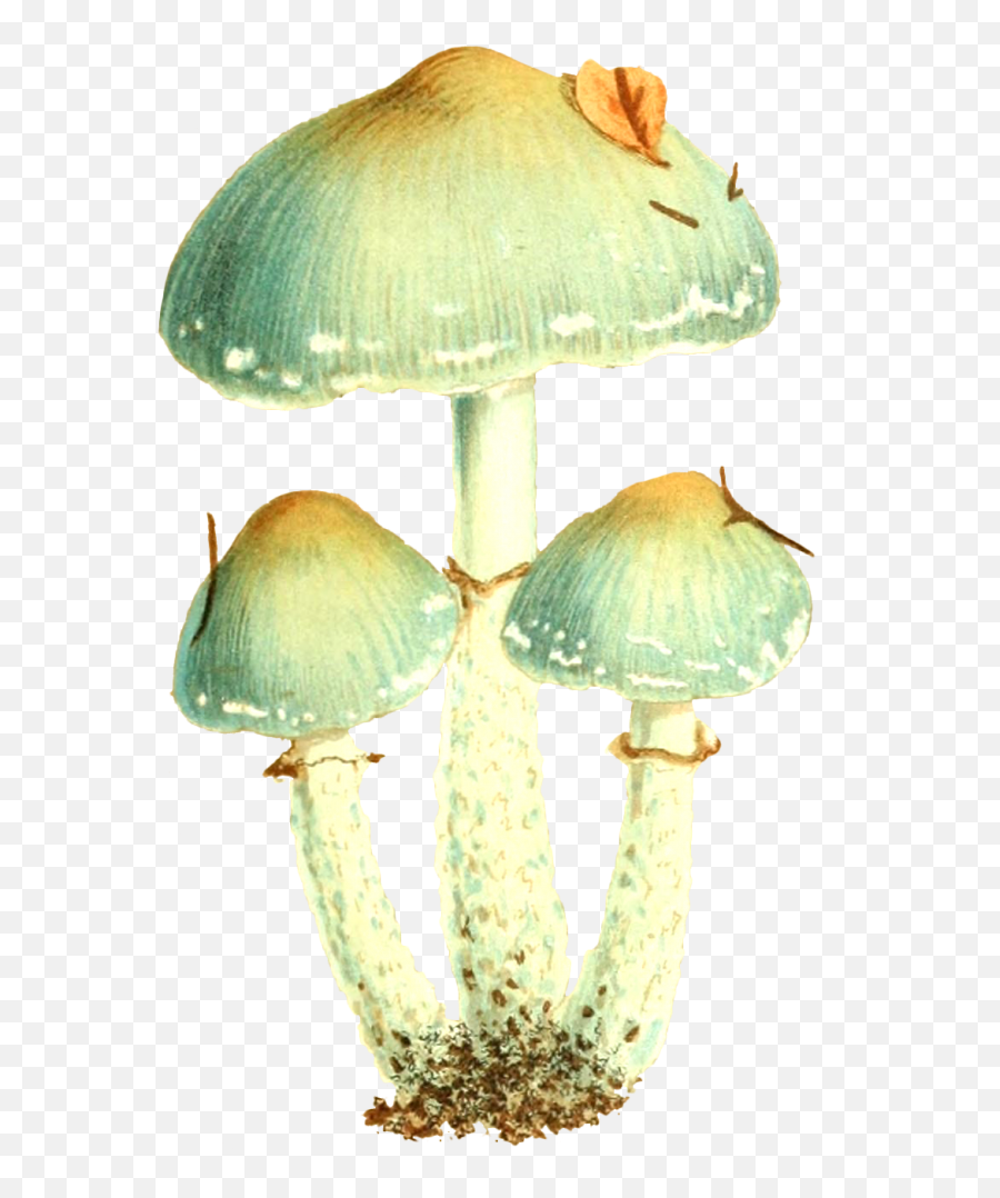 Mushroom Symbolism Meaning U2013 The Wicked Griffin - Wild Mushroom Png,Mushrooms Icon