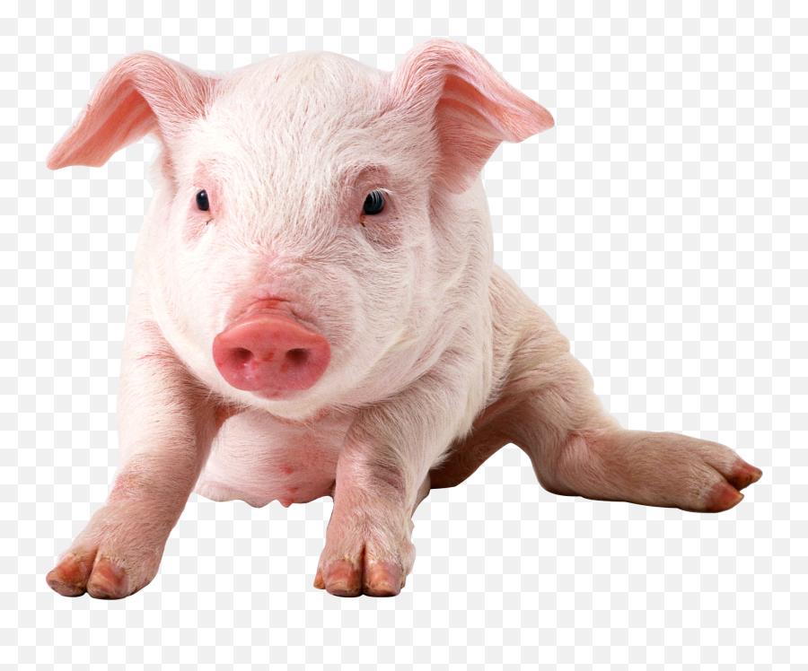 Piglet Transparent - Pigs Transparent Background Png,Piglet Png