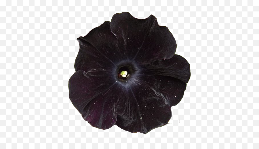 Submission Black Flower 5 Png Transparent Petunia - Dark Flowers Transparent,Flowers Transparent