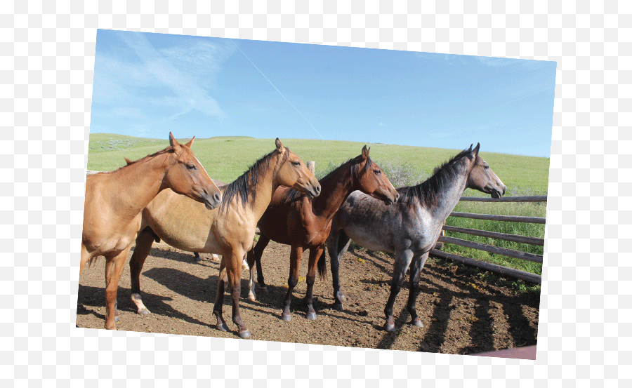 Horsemanship And Colt Clinics Wyoming U0026 Montana Tx Ranch Png Save A Horse Ride Cowboy Icon
