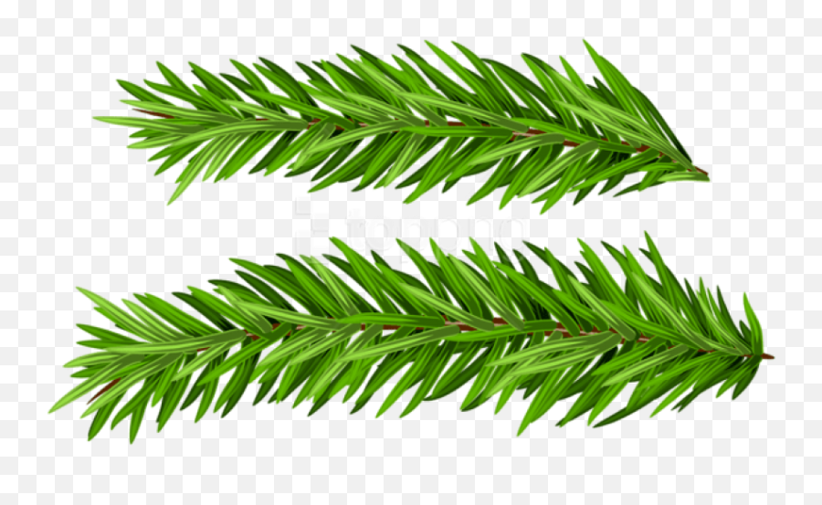 Tree Branches Png - Christmas Tree Branch Texture,Chris Pine Png