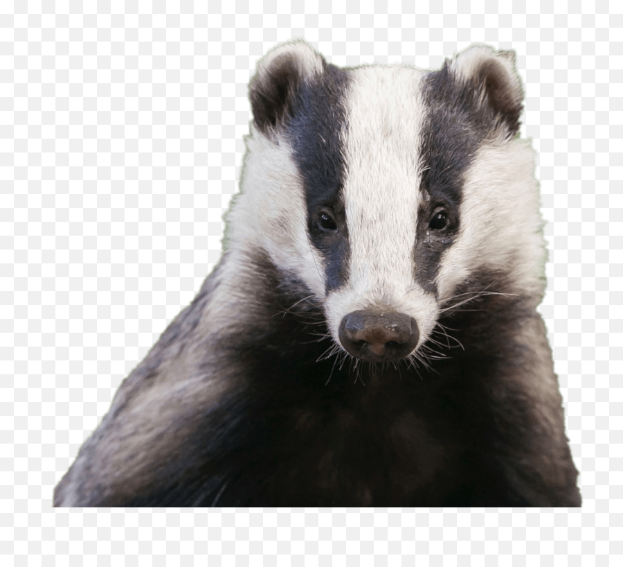 Badgers Transparent Png Images - Transparent Badger Png,Badger Png