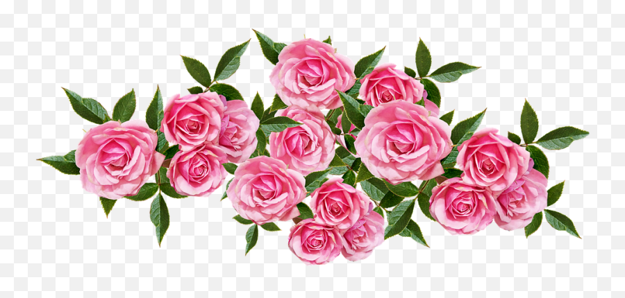 Flowers Pink Roses - Free Photo On Pixabay Garden Roses Png,Pink Rose Png