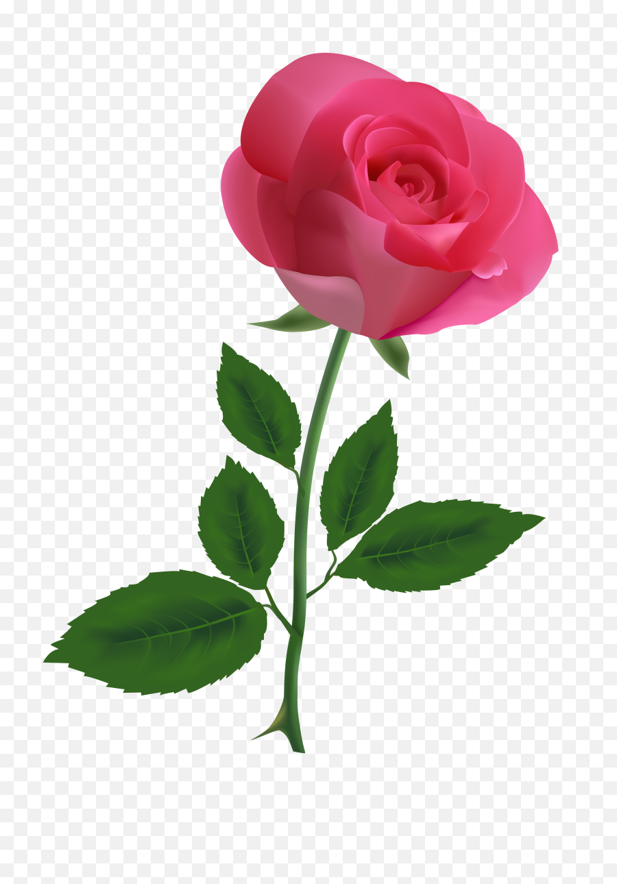 Pink Rose Transparent - Transparent Background Pink Rose Clipart Png,Rose Transparent