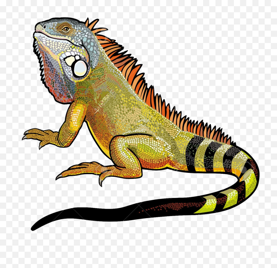 Iguana Png File Vector Clipart - Transparent Background Iguana Clipart,Are Png Files Vector