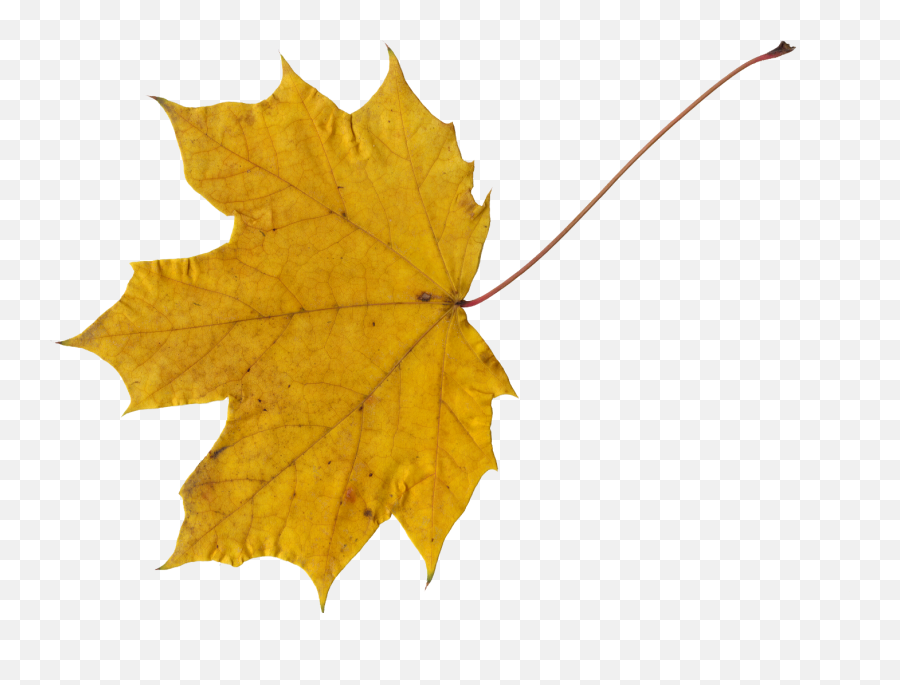 10 Maple Leaves Png Transparent Onlygfxcom - Transparent Yellow Maple Leaf,Tree Leaves Png
