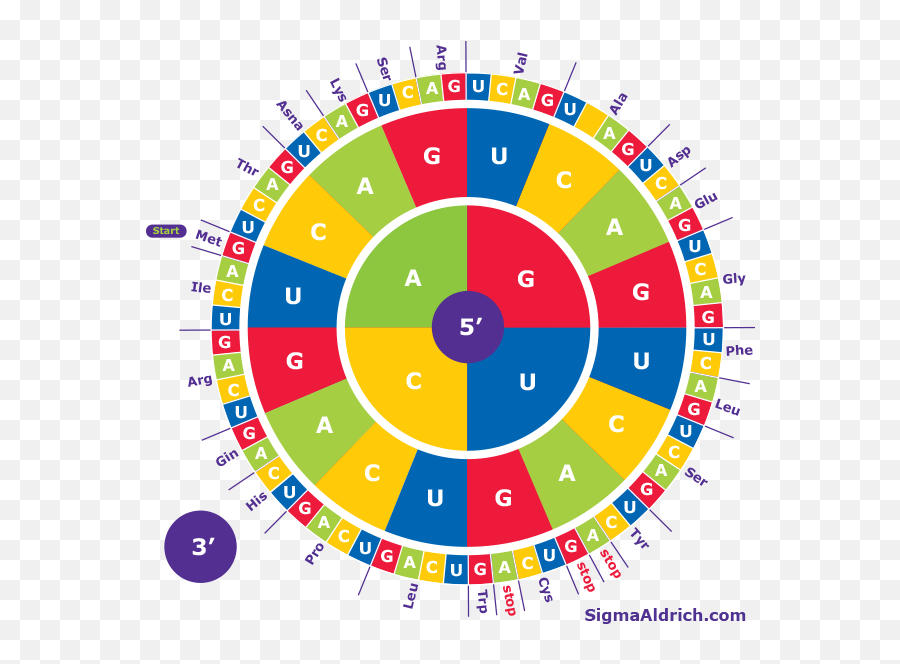 Amino Acid Codon Wheel Sigma - Aldrich Codon Circle Png,Acid Png