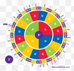 Amino Acid Codon Wheel Sigma - Aldrich Codon Circle Png,Acid Png