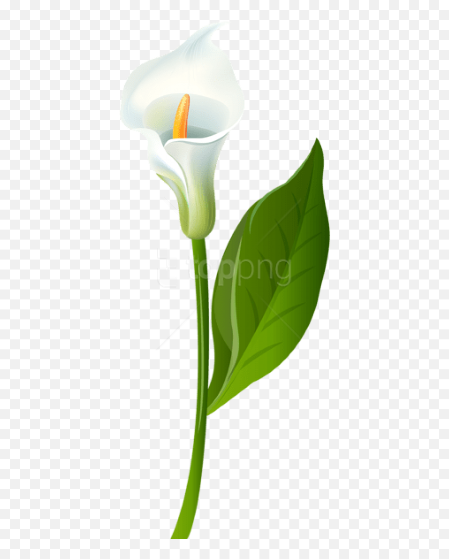 Calla Lily Transparent Png Images - Calla Lily Clip Art Free,Lily Transparent Background
