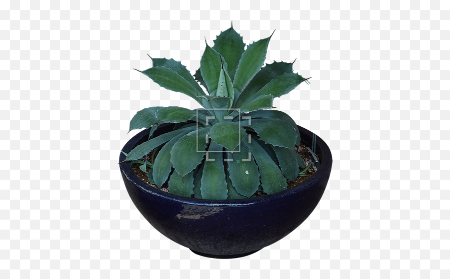 Agave Colorata In Blue Pot - Agave Azul Png,Agave Png