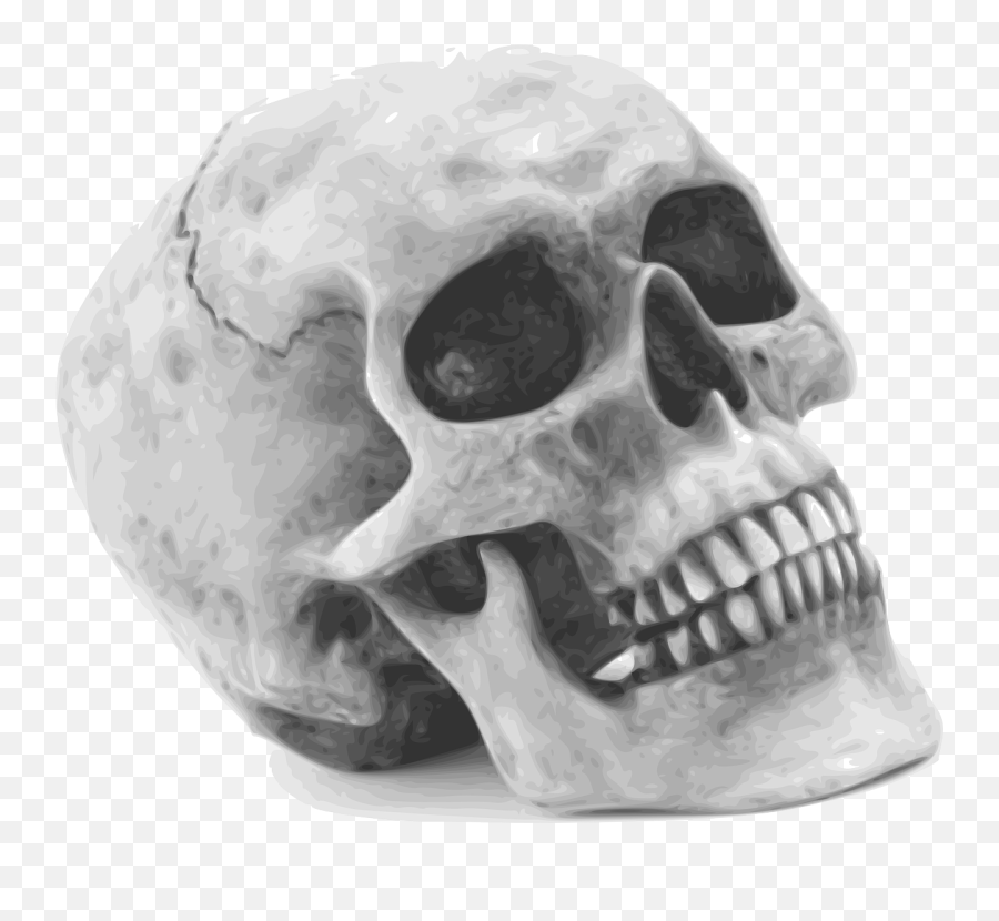 Skull Skeleton Human - Free Vector Graphic On Pixabay Obsidia 2020 Png,Skull Transparent