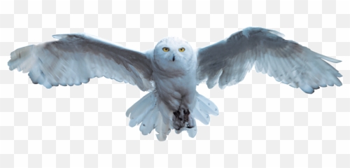 Edvige Harry Potter Png 2 Image