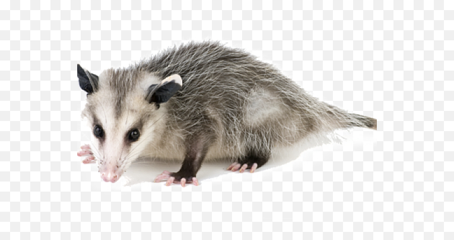 Commercial Natureu0027s Own Exterminating Atlanta Decatur - Opossum Png,Opossum Png