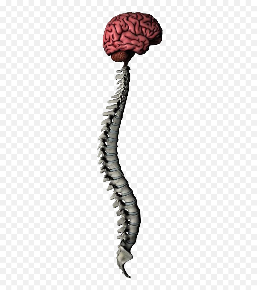 Neurosurgeon Dr Sunil Kutty U2013 Minimal Access Brain And - Brain And Spinal Cord Png,Spine Png