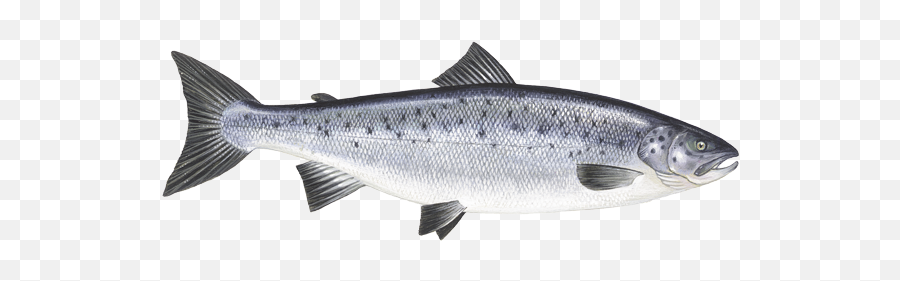 Download Free Png Atlantic Salmon - Atlantic Salmon Pacific Salmon,Salmon Png