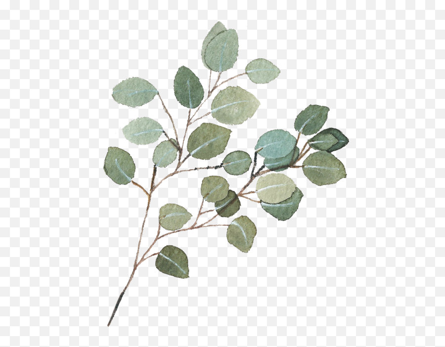 Portable Network Graphics Transparent - Eucalyptus Leaves Translucent Background Png,Eucalyptus Png