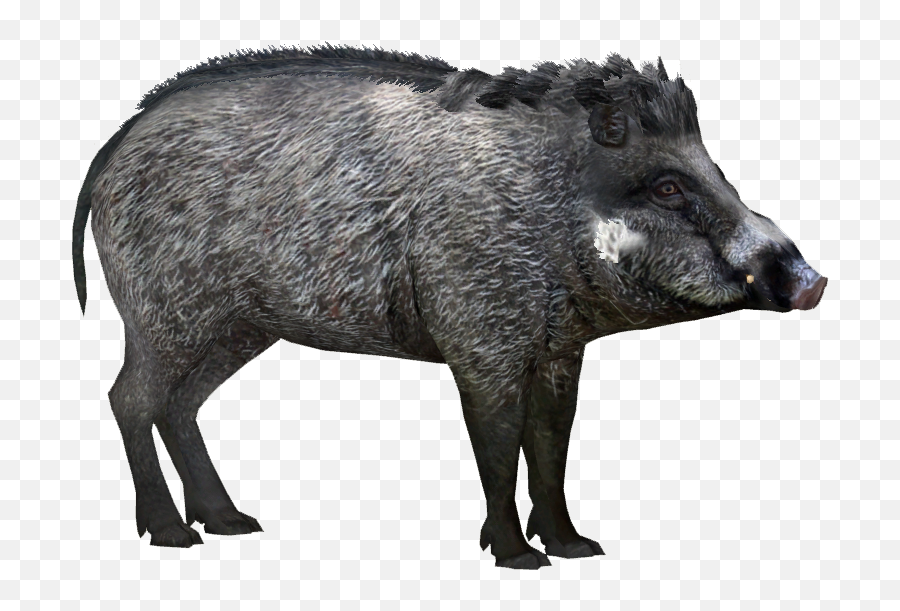 Wild Boar Peccary Visayan Warty Pig - Visayan Warty Pig Png,Hog Png