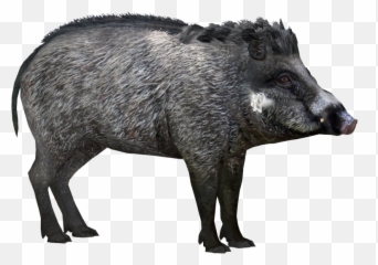 Wild Boar Peccary Visayan Warty Pig - Visayan Warty Pig Png,Hog Png