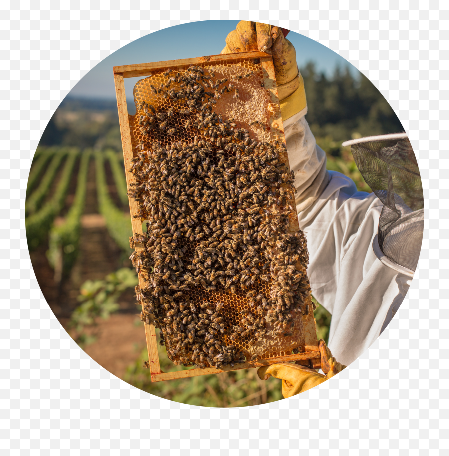 Buying Your First Langstroth Hive Png Bee