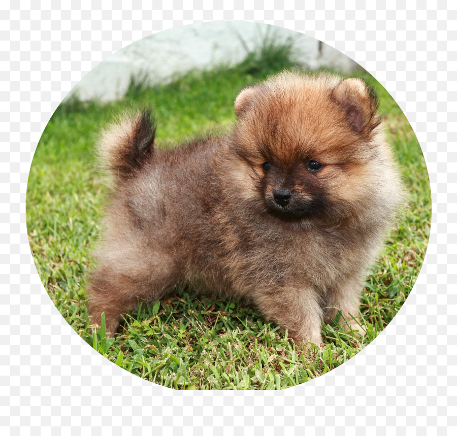 Pomeranian Puppies - Chow Chow Png,Pomeranian Png