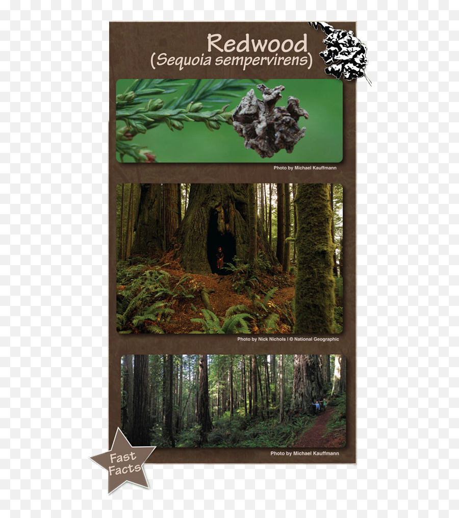 Redwood Forest Natural History Museum - Northern Hardwood Forest Png,Redwood Tree Png