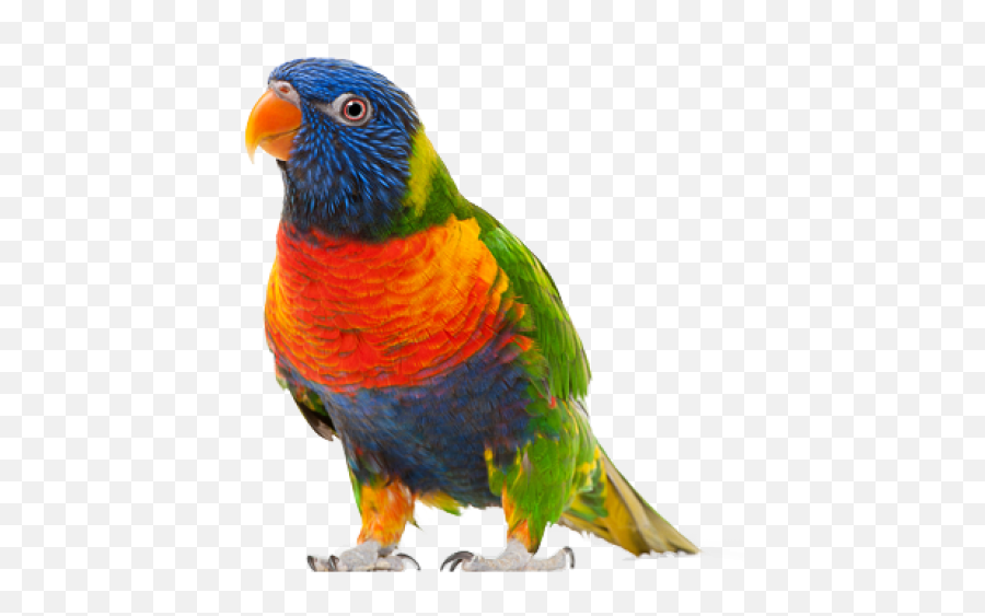 Png Free Download - Parrot Bird Transparent Background,Parrot Transparent Background