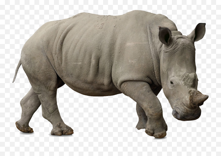 Rhino Png Pic