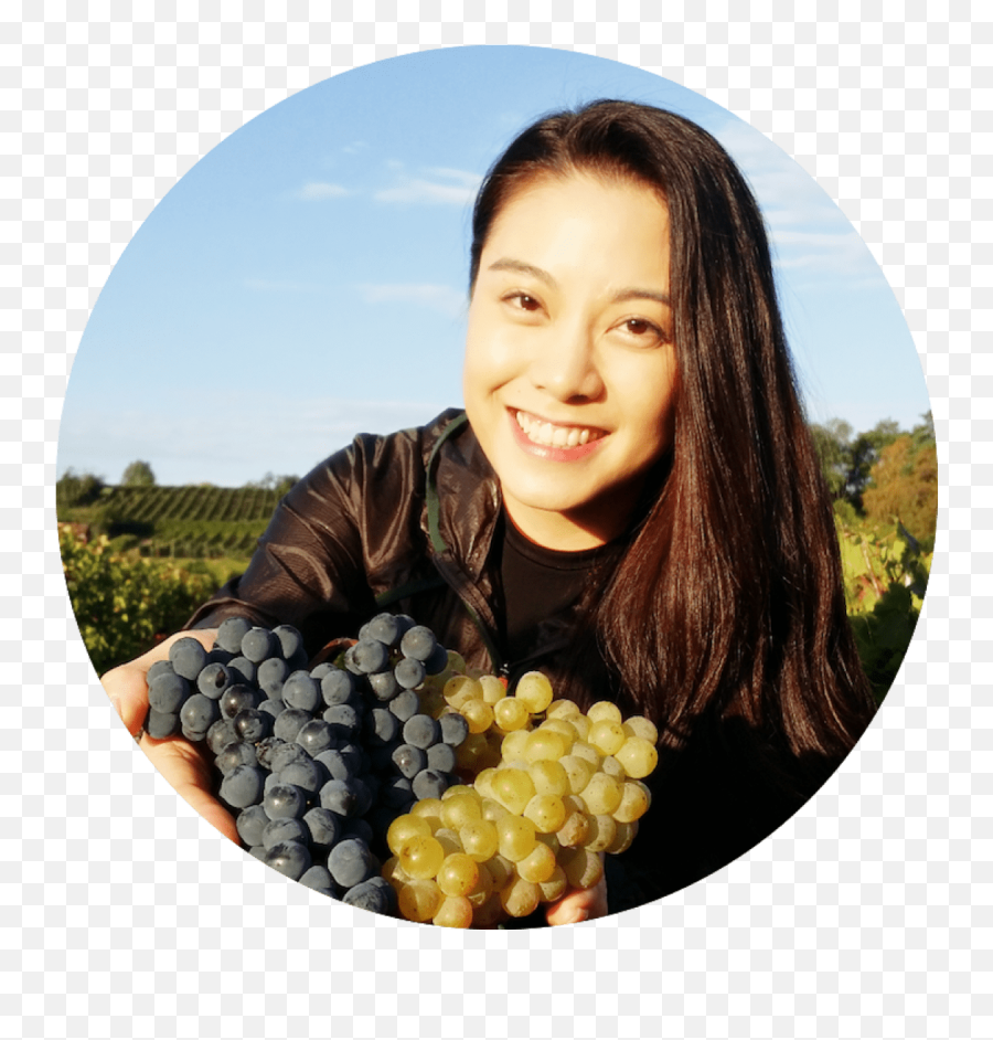 Industry Insider Harvest Time In Bordeaux - Seedless Fruit Png,Grapes Png