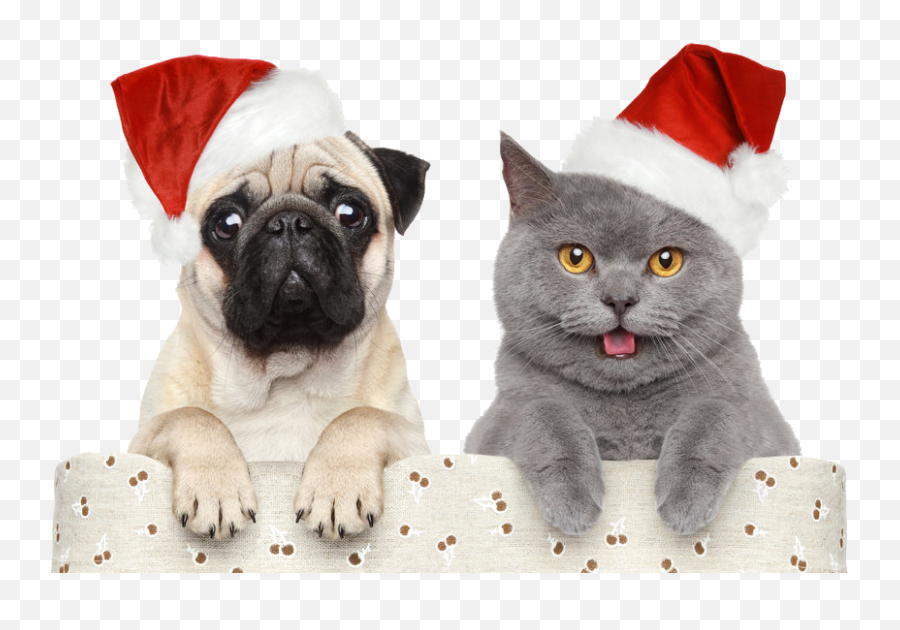 Download Christmashalloweenchristmas Pet Hats Claus Dog - Happy New Year Animals Png,Christmas Hats Png