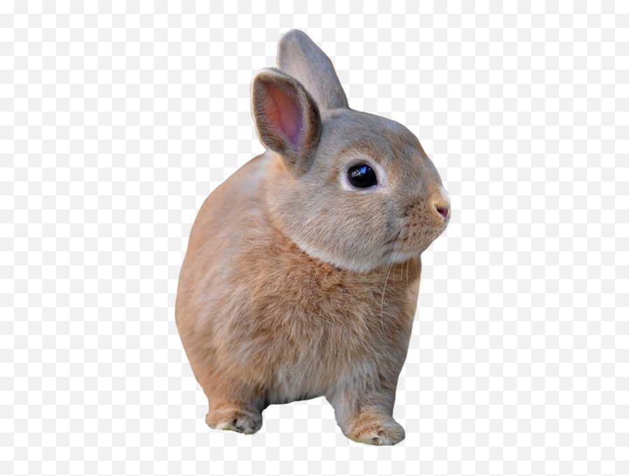 Transparent Animals - Domestic Rabbit Png,Rabbit Transparent