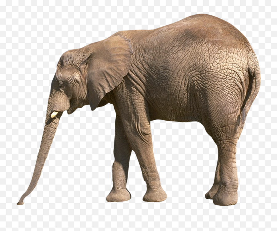 Elephants Png Images Free Download - Elefant Png,Elephants Png