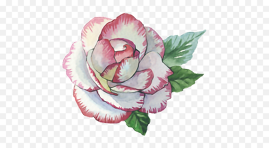 Download Hd Rose Roses Paint Watercolor Watercolour Flower - Hybrid Tea Rose Png,Pink Roses Png