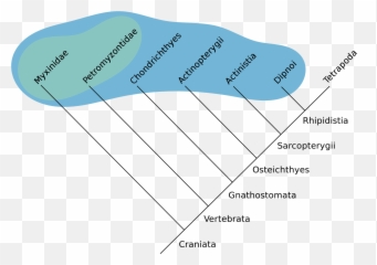 Blobfish Cladogram Png Download - Blobfish Cladogram,Blobfish Png