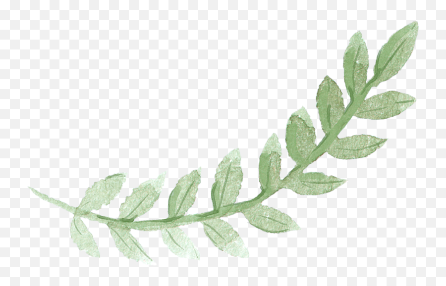 Download Sydney Leaves Watercolor Green Pancake Brunch - Green Leaf Watercolor Png,Watercolor Tree Png