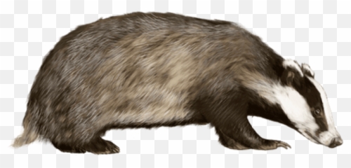Photo - Transparent Badger Png,Skunk Transparent