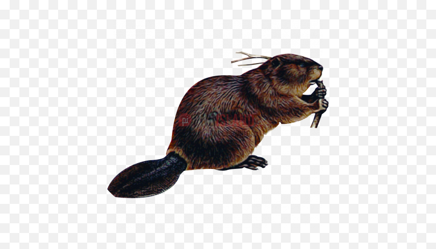 Beaver Png Image With Transparent Background - Photo 374 Beaver Png Transparent,Rat Transparent Background