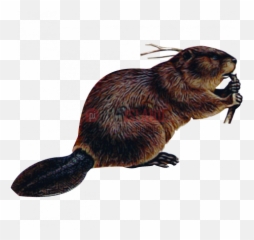 Beaver Png Image With Transparent Background - Photo 374 Beaver Png Transparent,Rat Transparent Background