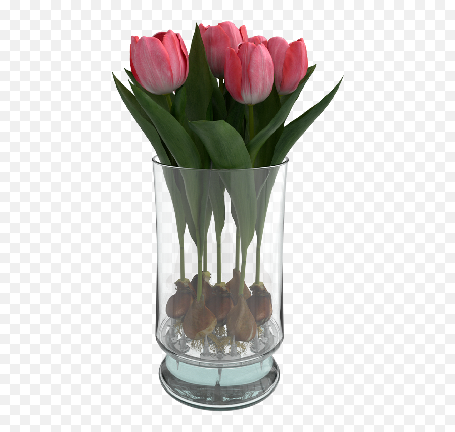 Bloomaker All Products - Tulip Vase Png,Tulips Png