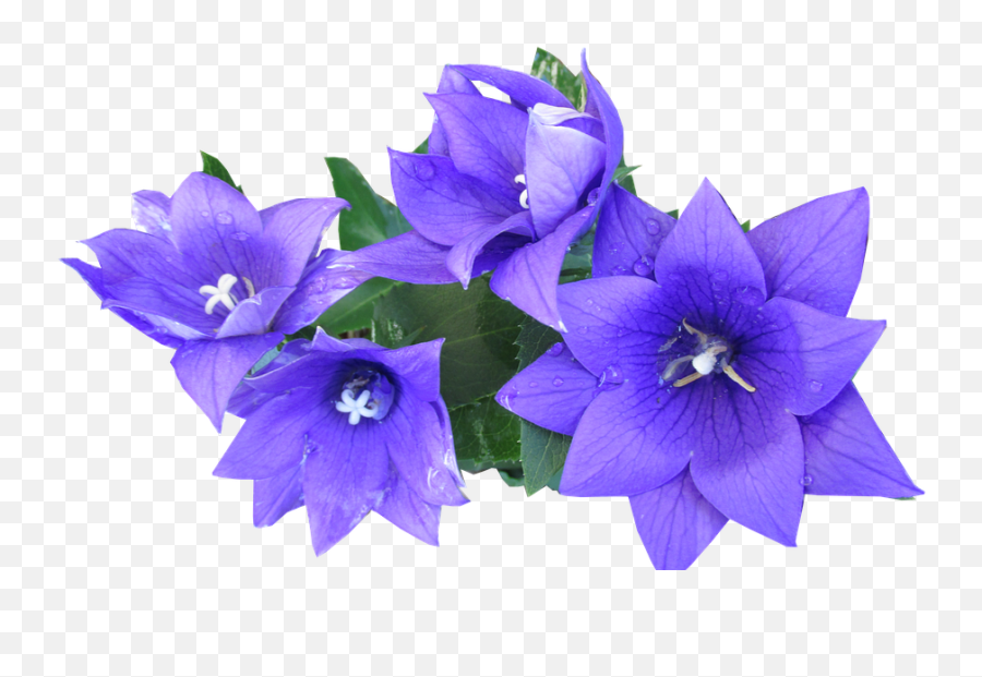 Blue Flower Png - Blue Flower Cut Out Purple Flowers Cut Blue,Purple Flowers Png