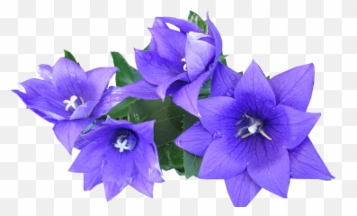 Blue Flower Png - Blue Flower Cut Out Purple Flowers