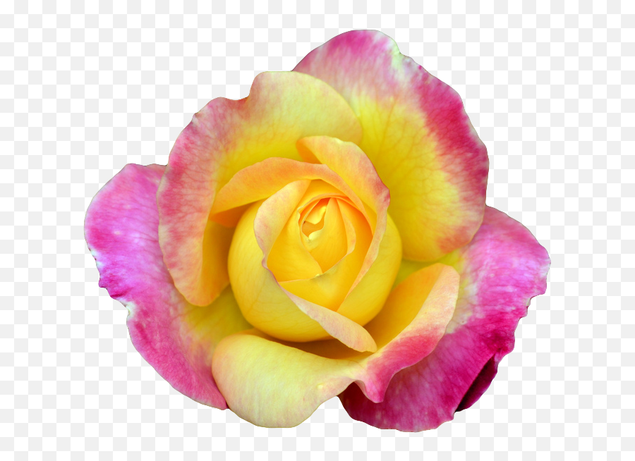 Tumblr Rose Png - Magenta Roses Transparent Rose Tumblr Portable Network Graphics,Yellow Roses Png