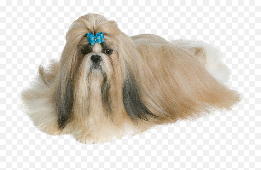 Shih Tzu Is A Brachycephalic Breed - Shi Tzu Png Transparent,Shih Tzu Png